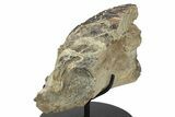 Amazing Hadrosaur (Maiasaura) Mandible with Teeth Battery #265003-4